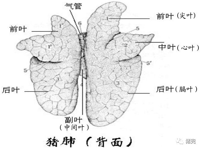 中国感染最早情况